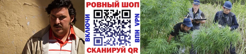 Купить наркотики сайты Каргополь Cocaine  АМФ  СОЛЬ  Конопля  МЕФ 